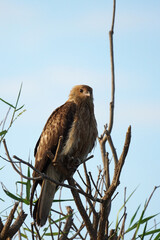 Whistling Kite auf Ansitz im australischen Northern Territory