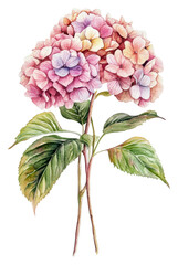Pink hydrangeas with green leaves isolated on transparent background