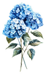Blue hydrangeas in full bloom with green leaves isolated on transparent background