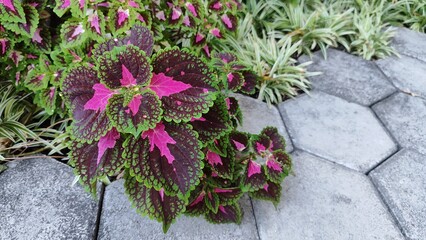 Coleus atropurpureus (Plectranthus scutellarioides), Bahasa Indonesia: Daun Miana, Daun iler. This leave can be used for herbal medicine like hemorrhoids