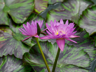 美しい赤紫の熱帯睡蓮