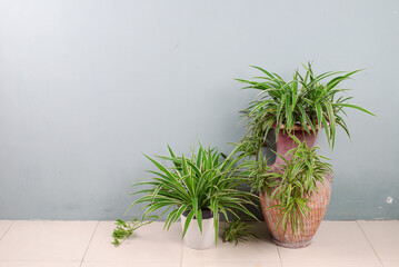 Fresh Spider Plant (Chlorophytum bichetii). Evergreen tree in flower pot, isolated on white wall texture background. Flowerpot bloom in office, home interior decor. House design pattern