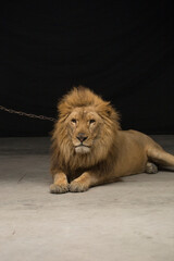 Obraz premium Lion sitting alone in front of a black background