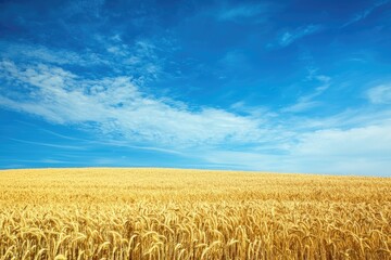 Naklejka premium A serene landscape showcasing golden wheat fields under a clear blue sky, ideal for agriculture and nature themes.