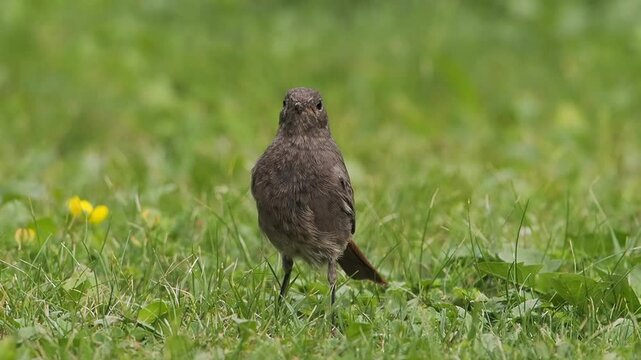 Slow motion of a black redstart bird looking for small insects in grass