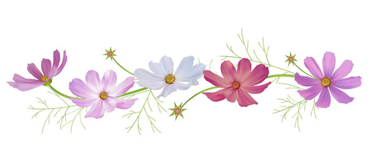 Cosmos flower. Wild flowers. Beautiful flowers on white background. Pink. Purple. White. Mexican aster. Blooming. Isolated. Border.