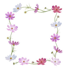 Cosmos flower. Wild flowers. Frame decorated with flowers on a white background. Pink. Purple. White. Mexican aster. Blooming. Isolated.