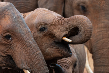 Fototapeta premium Cucciolo di Elefante che beve