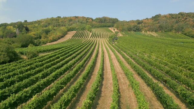 Weingarten im Burgenland, &Ouml;sterreich, aus der Luft gefilmt (Vertikalbewegung)