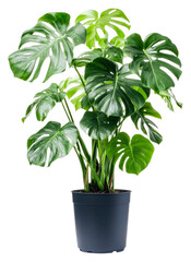 Fototapeta premium Lush monstera plant in a black pot indoors isolated on transparent background
