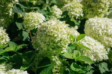 Green Hydrangea Flowers in the Garden