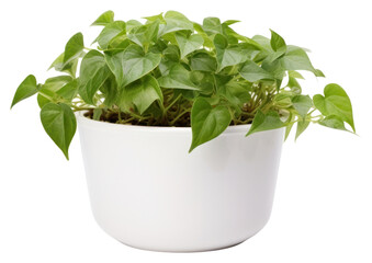 Naklejka premium PNG Plant herbs leaf houseplant.