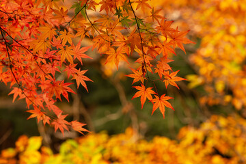 秋の森