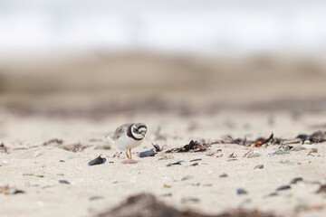 Common ringed Plover Charadrius hiaticula on a sandy beach in Normandy