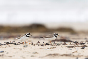 Common ringed Plover Charadrius hiaticula on a sandy beach in Normandy