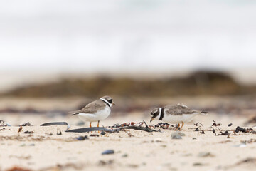 Common ringed Plover Charadrius hiaticula on a sandy beach in Normandy