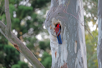 Naklejka premium crimson rosella on a tree hole.