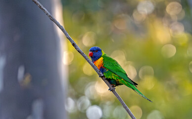 Rainbow Lorikeet with colorful background