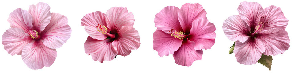 Pink Hibiscus Blooming Flower - Vibrant tropical blossom Isolated on Clear Background PNG Highly Detailed 