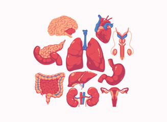 Illustration human internal organs. Human Body Internal Organs and Parts