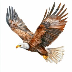 Obraz premium Detailed watercolor illustration of a bald eagle soaring in mid-flight, emphasizing its wingspan and majestic appearance against a white background.
