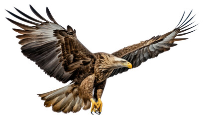 Fototapeta premium PNG Buzzard vulture animal flying.