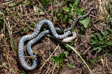 Common European adder pretended to be dead. Snake on the ground upside down.