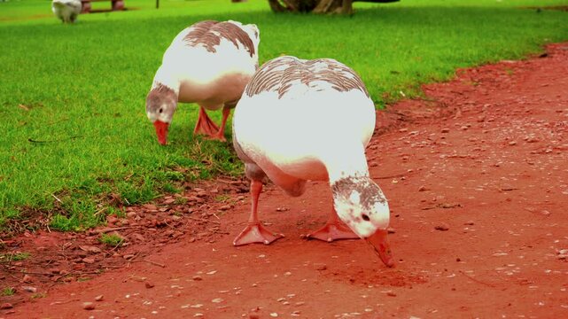 An Adult goose chewing and swallowing brick dust from a road in a square