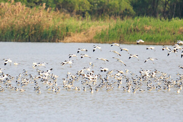 Pied Avocets in Large Flock During Winter Migration in Hong Kong