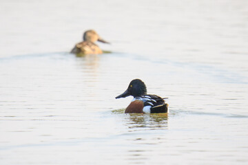 Northern Shoveler Enjoying a Peaceful Morning