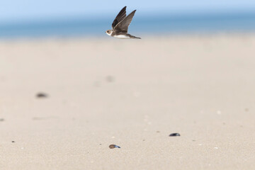 Sand martin Riparia riparia from coastal area of Normandy, France