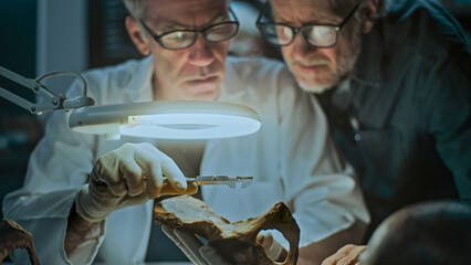 Senior archaeologist takes measurements of fossil bone using measuring tool, studies remains of...