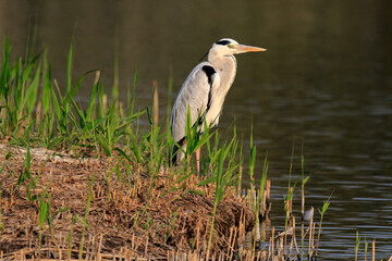 Grey Heron Standing Quietly on Riverbank at Sunset