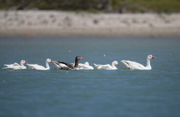 wild geese hunting against the backdrop of blue water on a sunny day in natural conditions