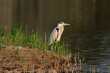 Grey Heron Standing Quietly on Riverbank at Sunset