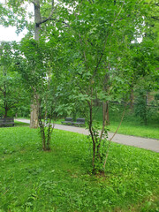 Green park with young trees, hilly terrain, green lush leaves, juicy grass, nature