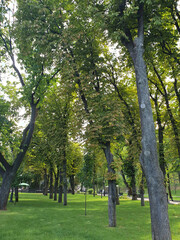 City park with benches for rest, green trees, grass, nature