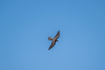 fast hunter kestrel bird hunting against the blue sky on a sunny day in natural conditions