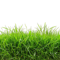 Fototapeta premium green grass isolated on white background on transparent background png 