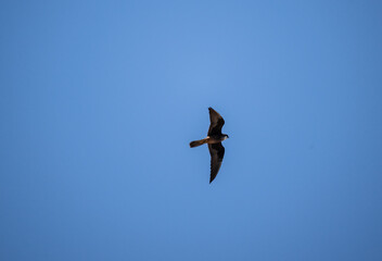 fast hunter kestrel bird hunting against the blue sky on a sunny day in natural conditions