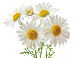 Daisies Isolated. Beautiful White Flowers, Nature, and Spring Bloom on White Background