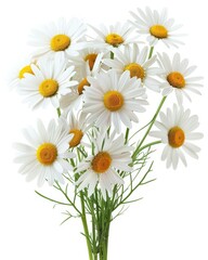 Fototapeta premium Daisy Bouquet. Isolated Chamomile Flowers Bunch on White Background