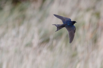Barn Swallow Hirundo rustica in flight 