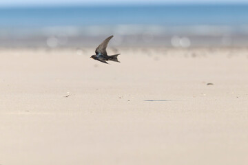 Barn Swallow Hirundo rustica in flight 