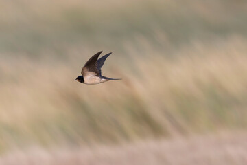 Barn Swallow Hirundo rustica in flight 