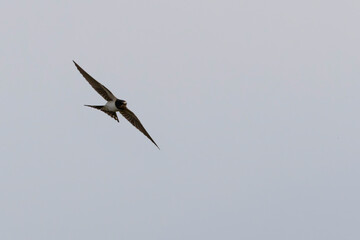 Barn Swallow Hirundo rustica in flight 