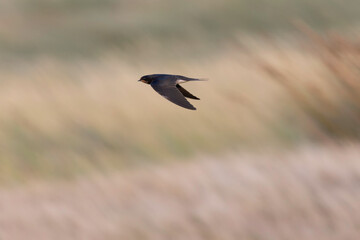 Barn Swallow Hirundo rustica in flight 