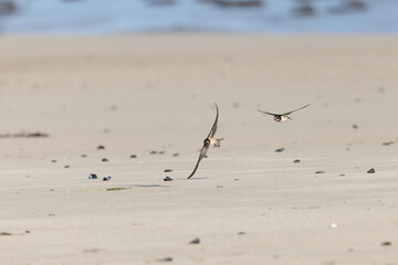 Barn Swallow Hirundo rustica in flight 
