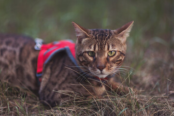 Bengal domestic cat walking in park on a leash playing and eats grass. small cute pet cat hiding in tall grass . Pet care, Natural food and vitamins for pets concept.