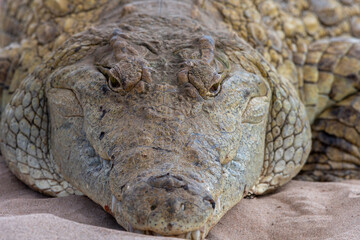 Coccodrillo - Ritratto